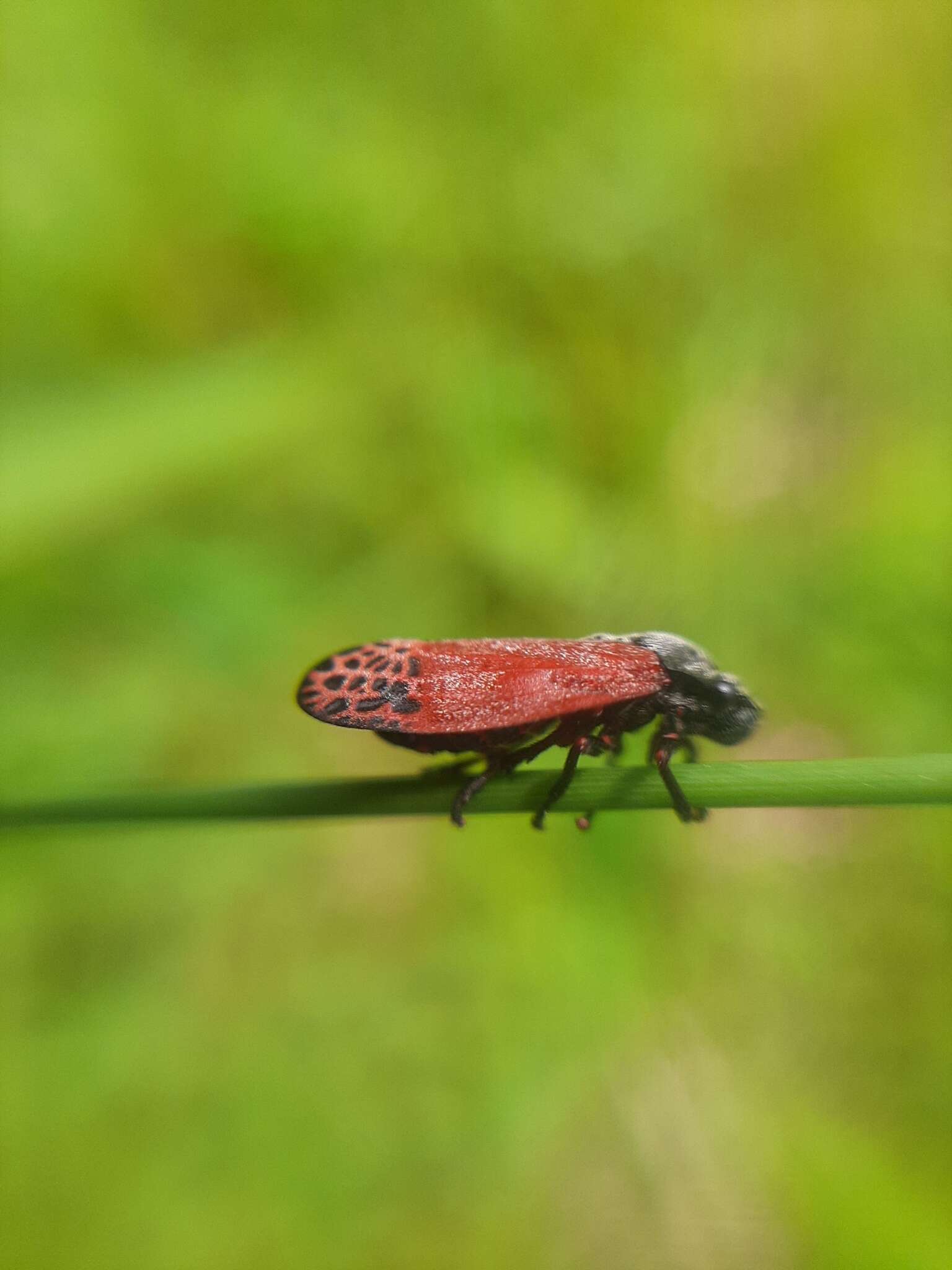 Imagem de Mahanarva (Mahanarva) rubripennis (Schmidt 1922)