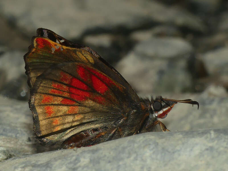 Plancia ëd Noctuana haematospila Felder & Felder 1867