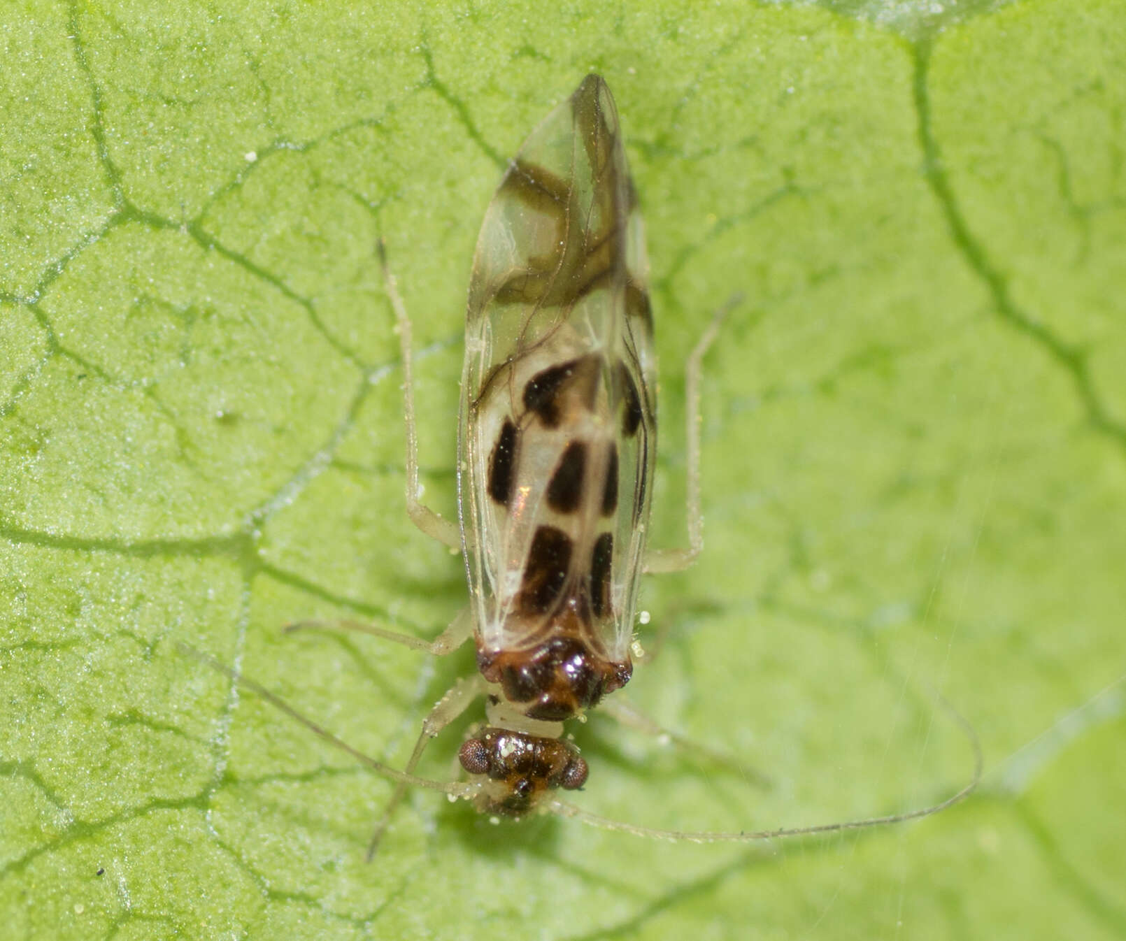 Image of Graphopsocus