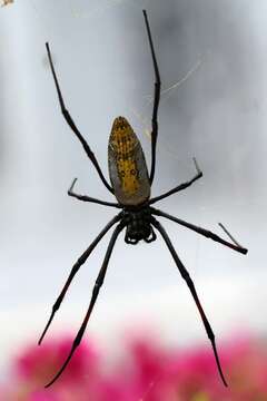 Image of Red-legged Golden Orb-weaver