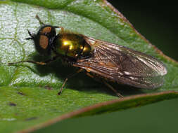 Image of Soldier fly