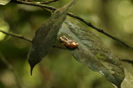 Plancia ëd Afrixalus paradorsalis Perret 1960