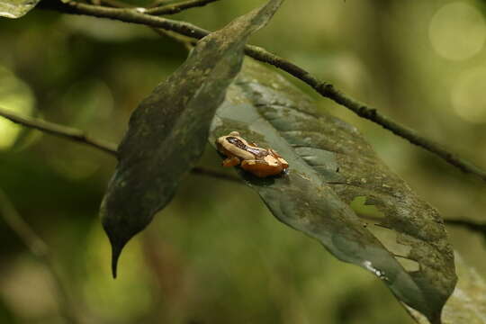 Imagem de Afrixalus paradorsalis Perret 1960