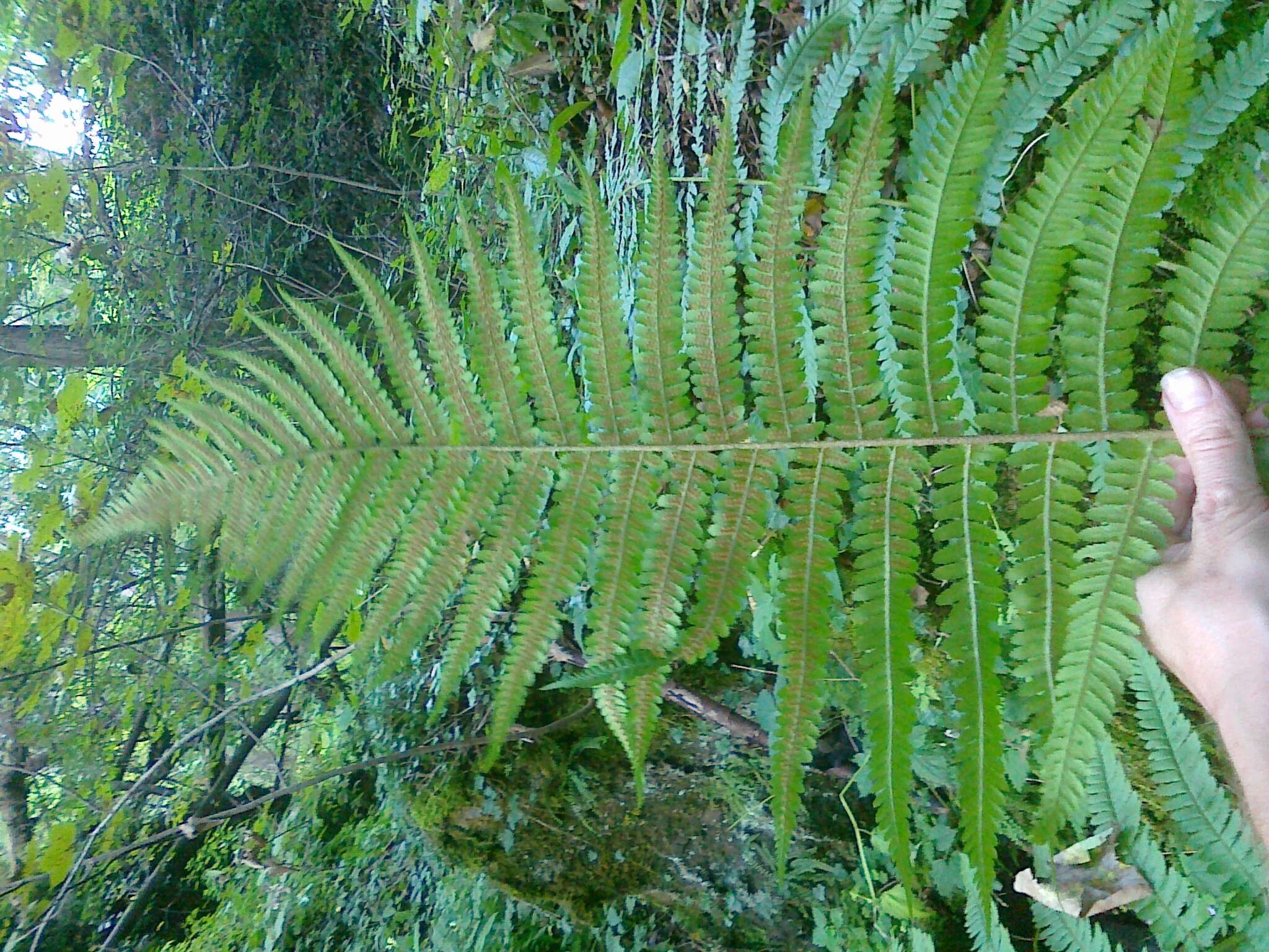 Image of male fern