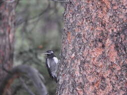 Sivun Sphyrapicus thyroideus nataliae (Malherbe 1854) kuva