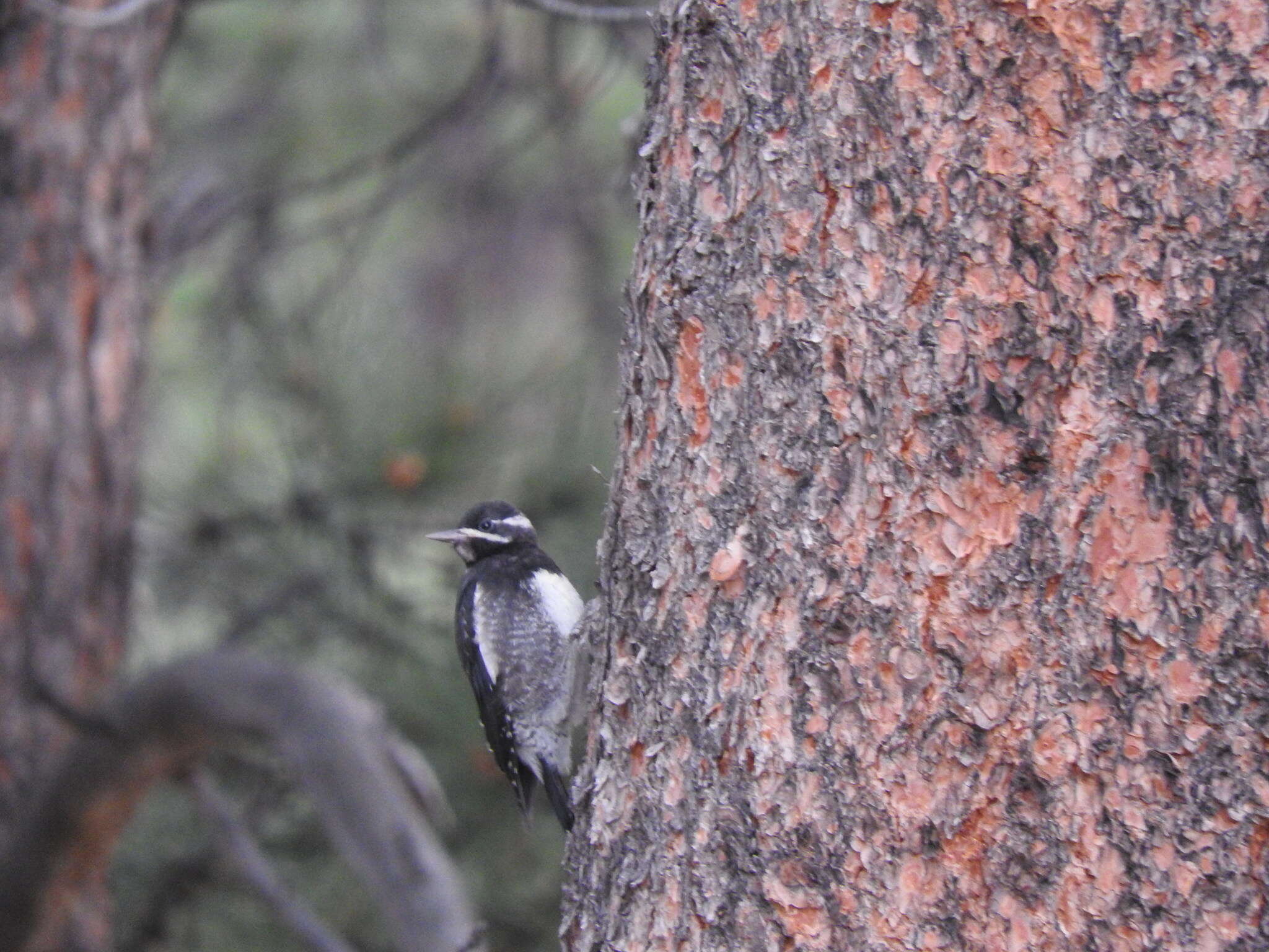 Sivun Sphyrapicus thyroideus nataliae (Malherbe 1854) kuva