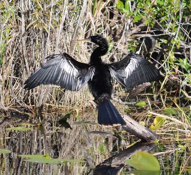 Plancia ëd Anhinga Brisson 1760