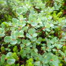 Plancia ëd Vaccinium uliginosum var. japonicum T. Yamazaki