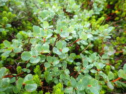 Image of Vaccinium uliginosum var. japonicum T. Yamazaki