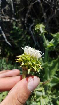 Image of Chorro Creek bog thistle