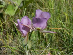 Image of broad-fruit mariposa-lily