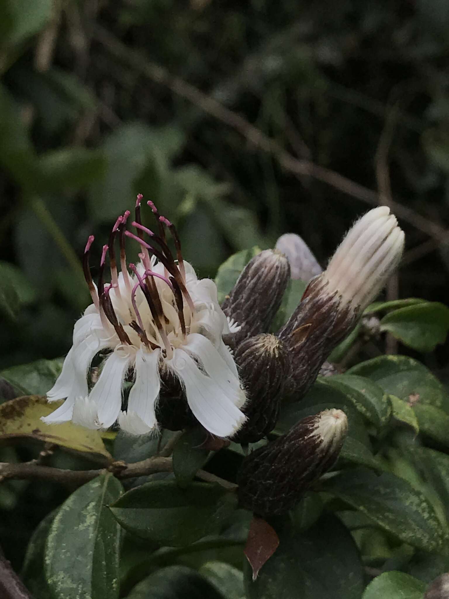 Imagem de Barnadesia spinosa L. fil.