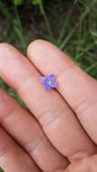 صورة Wahlenbergia violacea J. A. Petterson