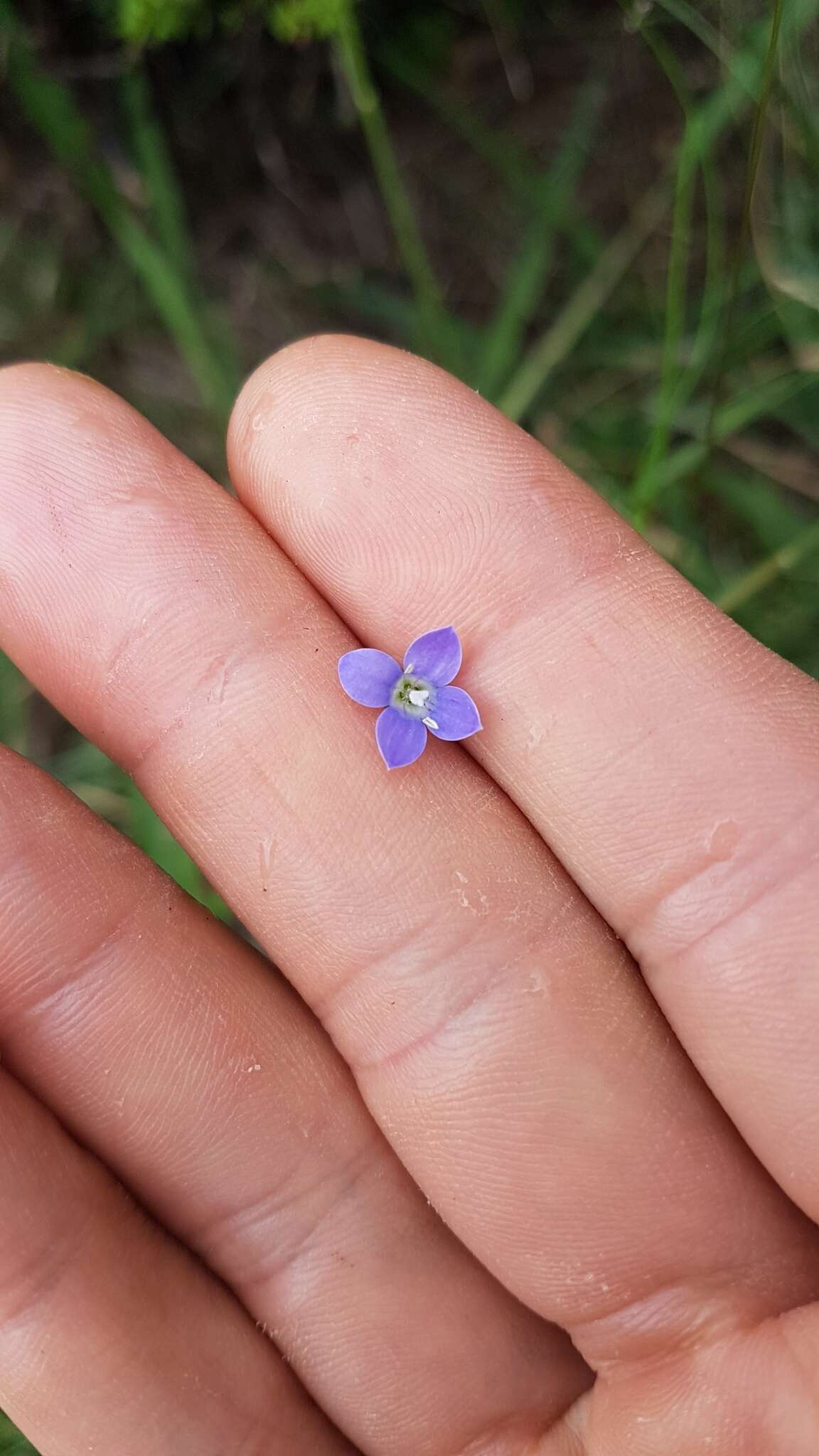 صورة Wahlenbergia violacea J. A. Petterson