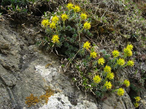 Image of Saxifraga juniperifolia Adams