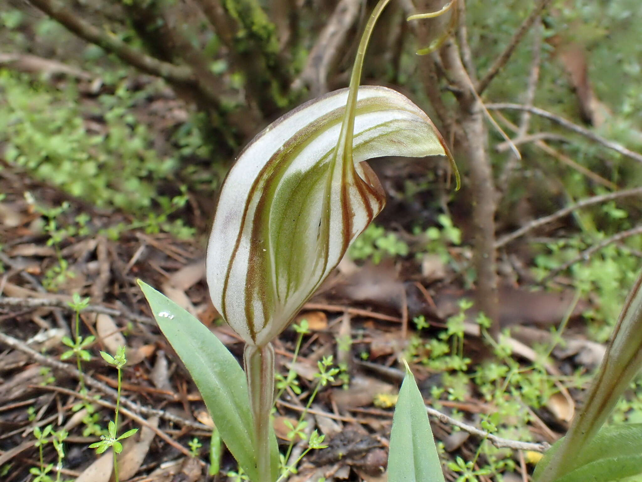 Image of Pterostylis erythroconcha M. A. Clem. & D. L. Jones