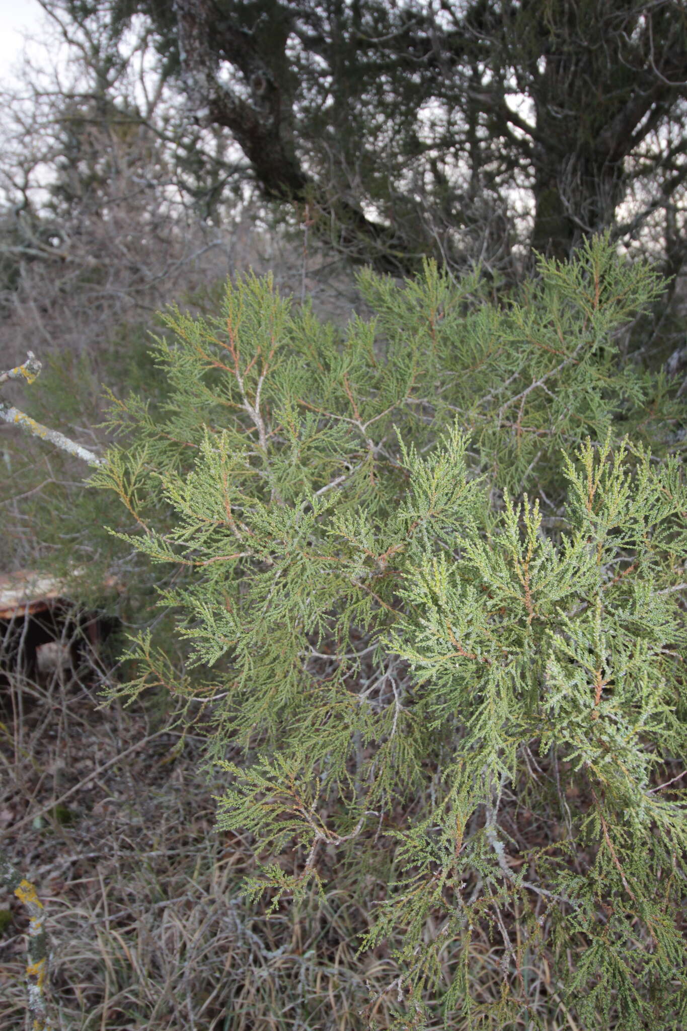 Слика од Juniperus foetidissima Willd.