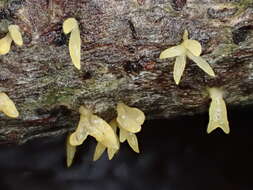 Image of Calocera furcata (Fr.) Fr. 1827