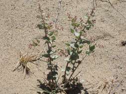 Image of Parry's Saltbush