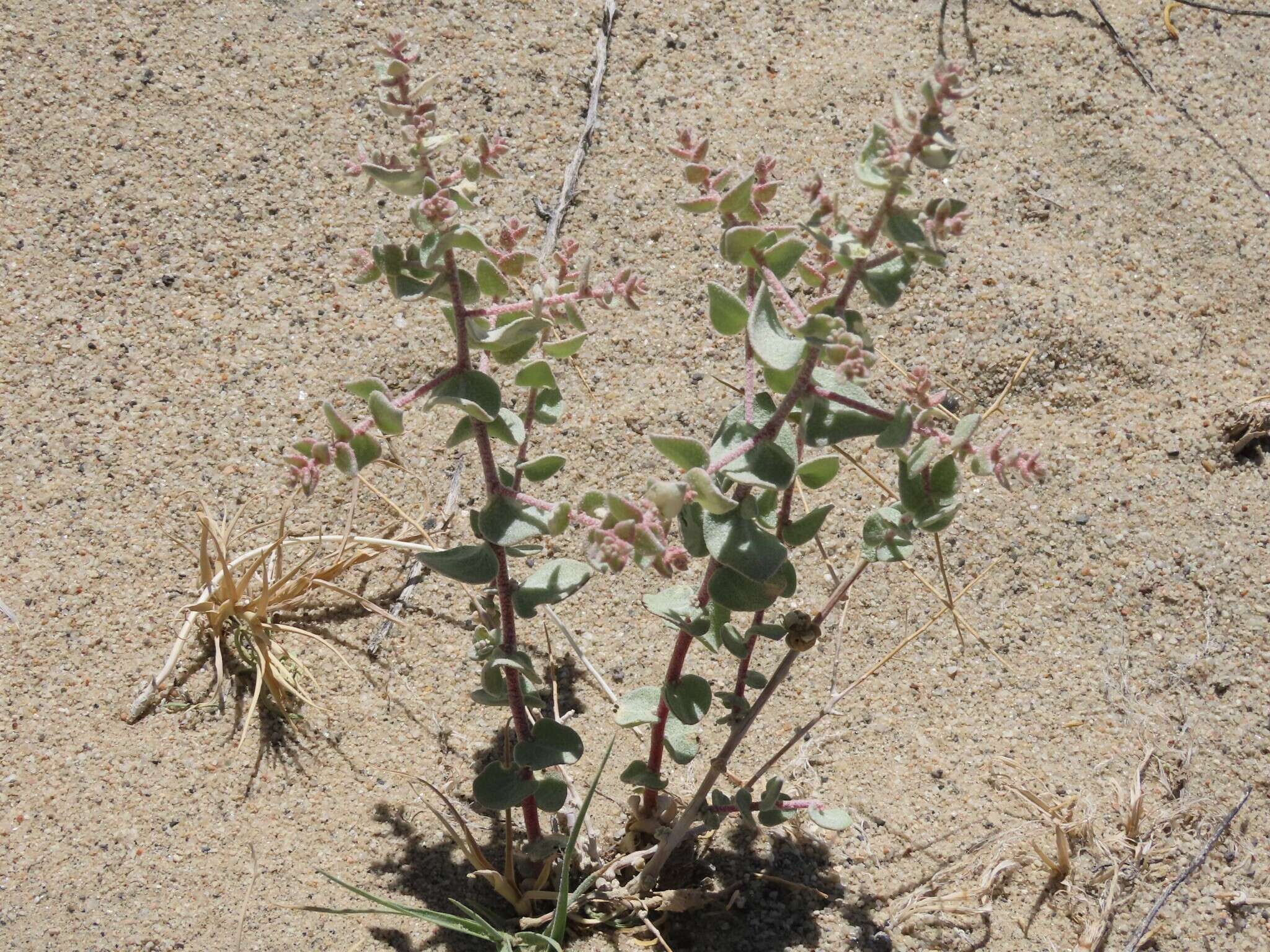 Image of Parry's Saltbush