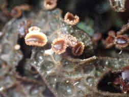 Image de <i>Pseudocyphellaria crassa</i>