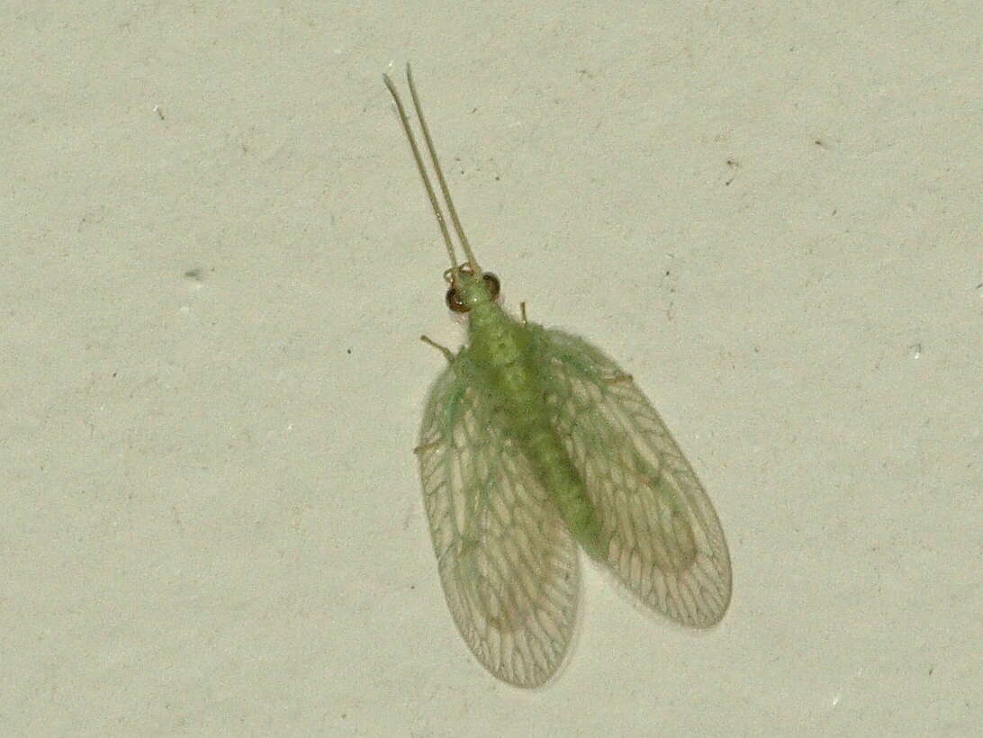 Image of Notiobiella viridis Tillyard 1916