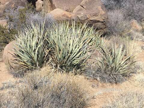 Yucca baccata var. baccata的图像