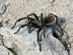 Image of Aphonopelma madera Hamilton, Hendrixson & Bond 2016