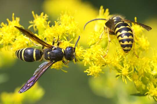 Image of Ancistrocerus antilope (Panzer 1789)