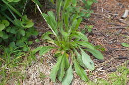 Image of Hieracium triste