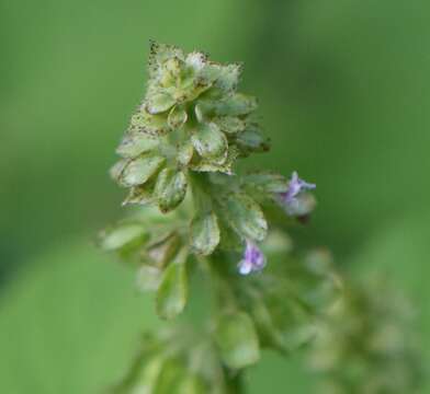 Слика од Ocimum campechianum Mill.