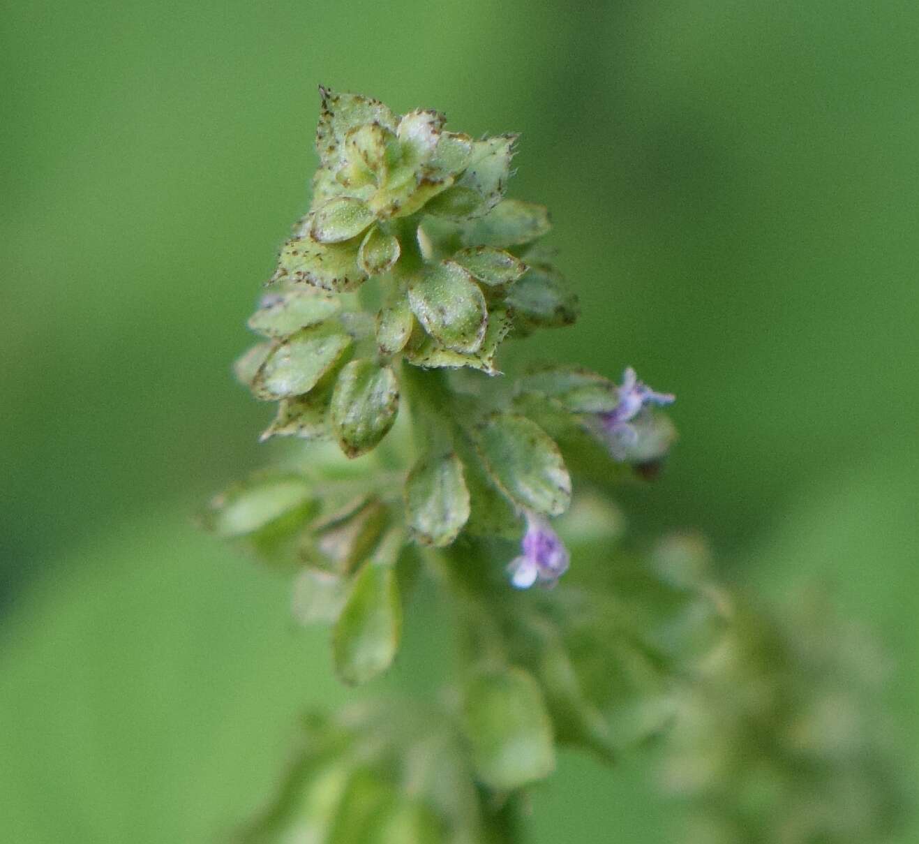 Слика од Ocimum campechianum Mill.