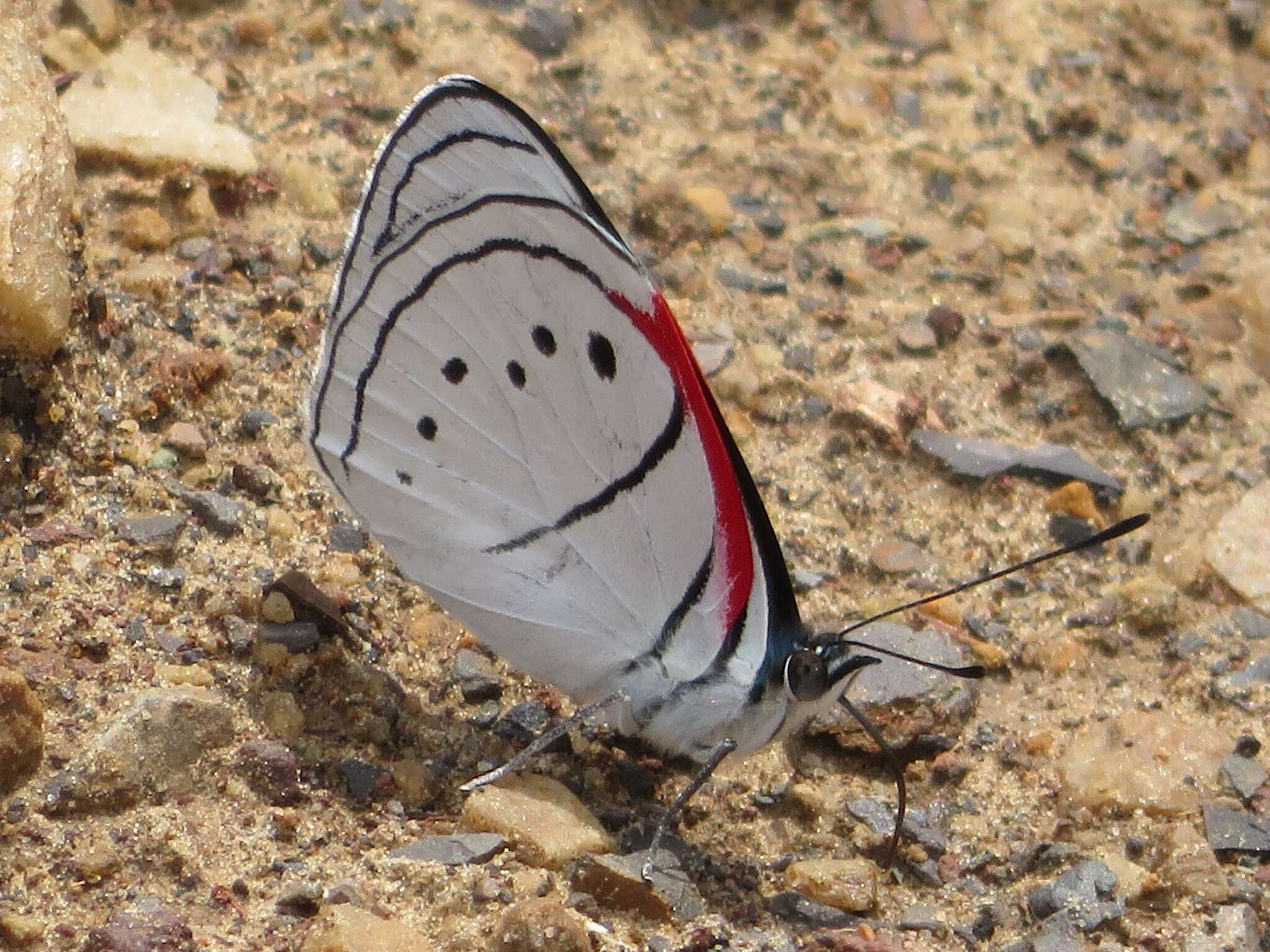 Image of Mesotaenia vaninka (Hewitson (1855))