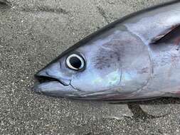 Image of Albacore Fish