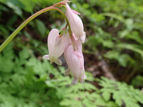 Image of Pacific bleeding heart