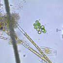 Image de Limnococcus limneticus