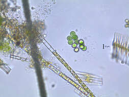 Image of Limnococcus