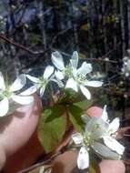 Image of oblongfruit serviceberry