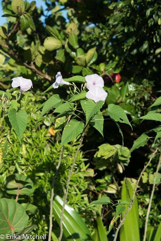 Слика од Ipomoea carnea subsp. fistulosa (Mart. ex Choisy) D. F. Austin