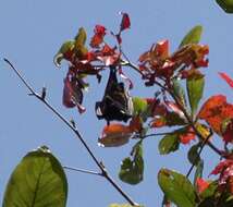 Image of Comoro Black Flying Fox