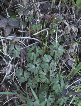 Image of Semiaquilegia adoxoides (DC.) Makino