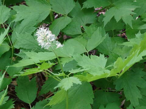 Imagem de Actaea rubra (Ait.) Willd.