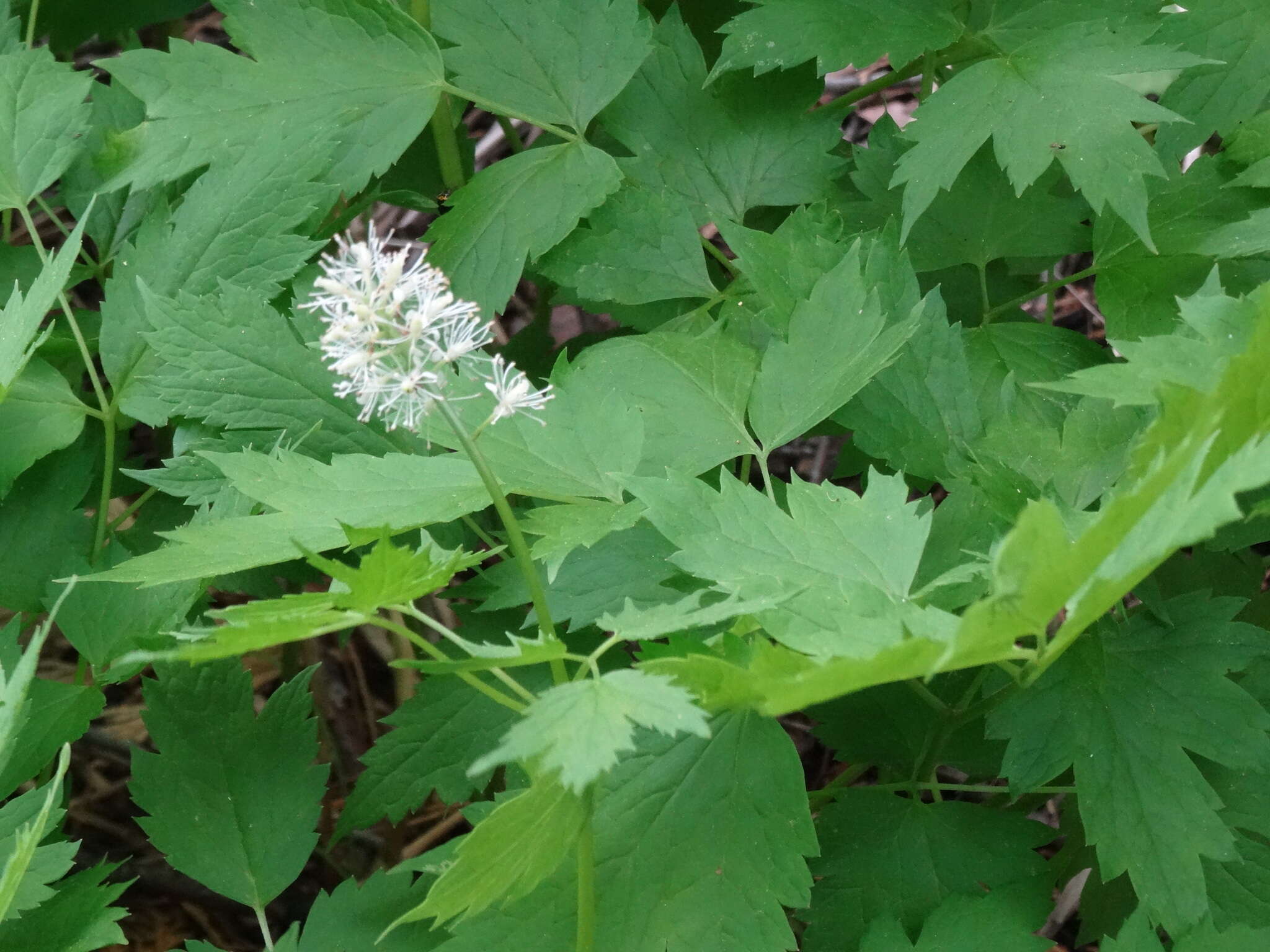 Image of baneberry