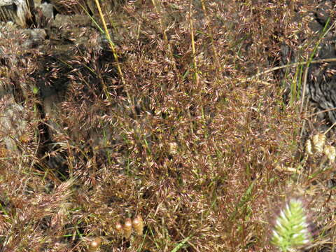 Plancia ëd Pentameris airoides (Nees) Steud.