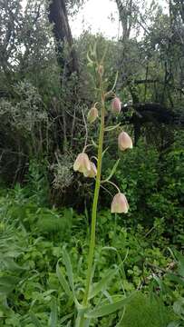 Image of Fritillaria persica L.