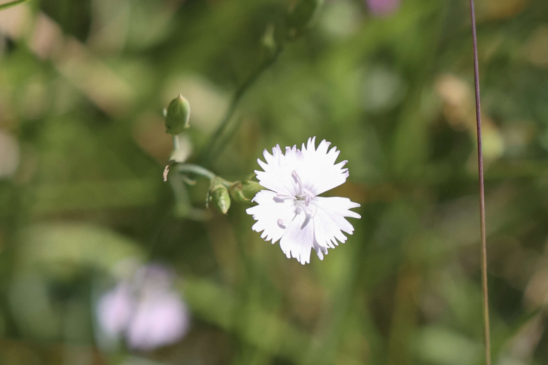 Image of Dianthus benearnensis Loret