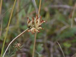 Image of common kidneyvetch