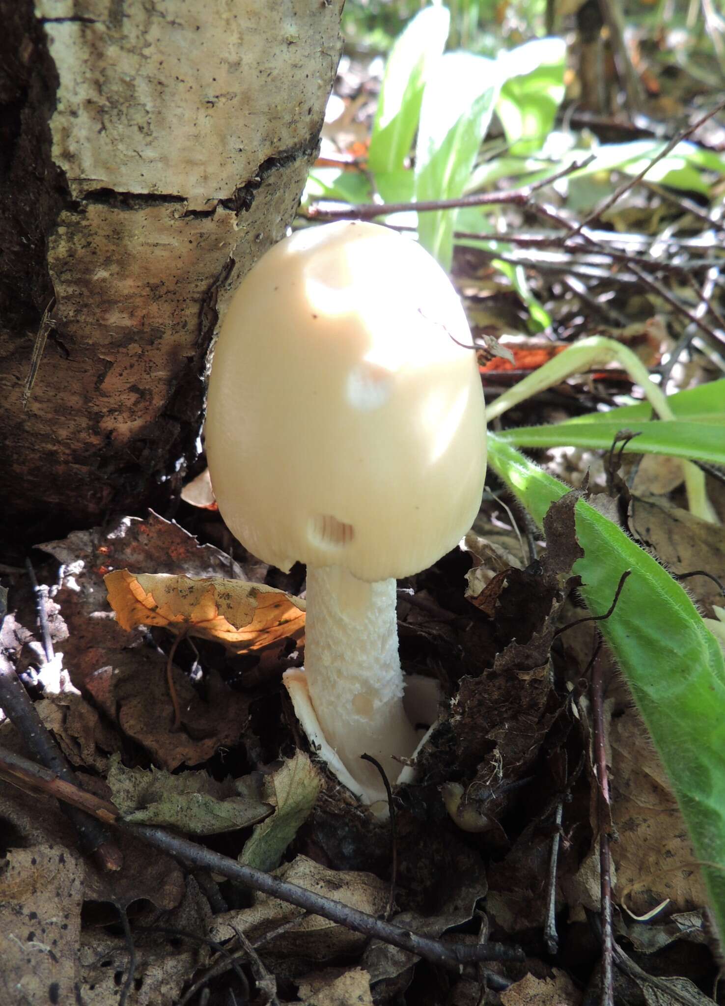 Image de Amanita contui Bon & Courtec. 1989