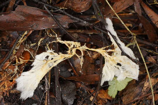 Image of Rhizochaete filamentosa (Berk. & M. A. Curtis) Gresl., Nakasone & Rajchenb. 2004