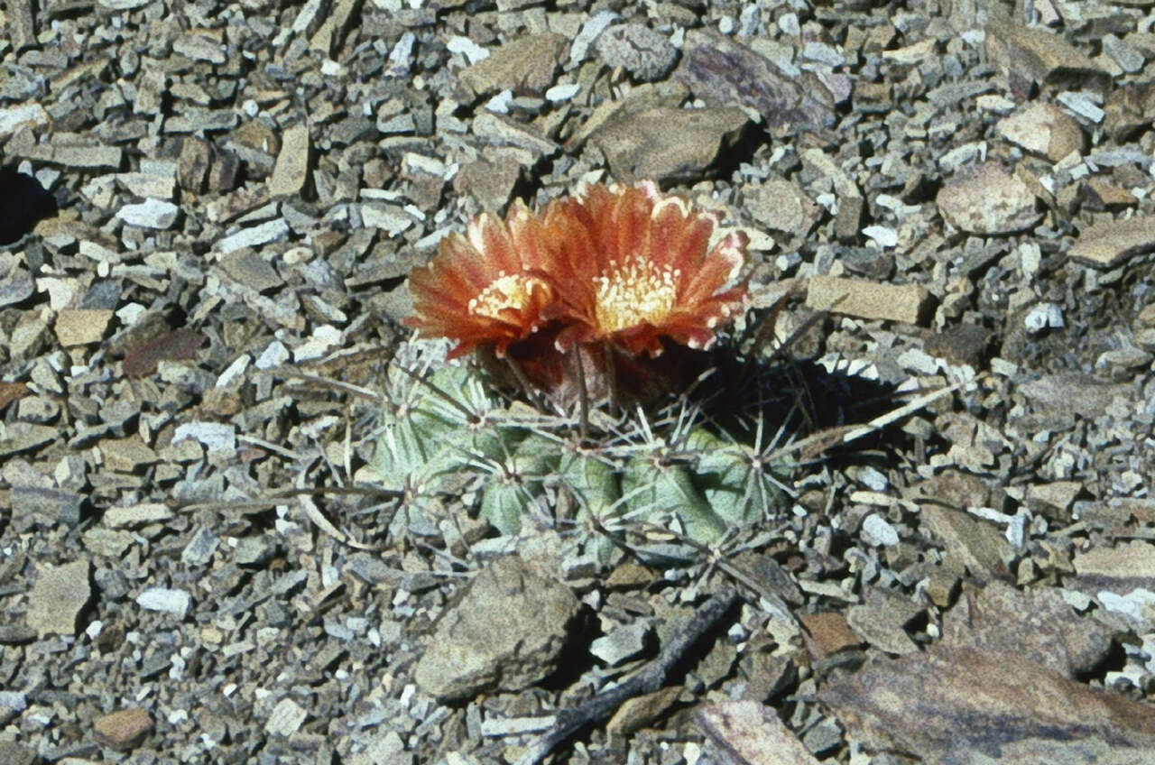 Plancia ëd Parodia subterranea F. Ritter